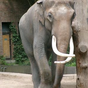 Indian elephant