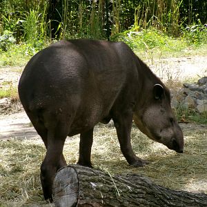 Brazilian tapir
