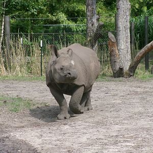 Indian rhinoceros