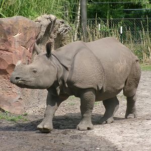 Indian rhinoceros