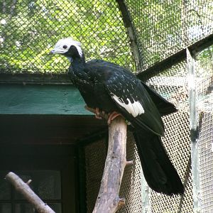 Blue-throated piping-guan
