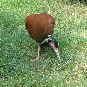 Madagascar ibis