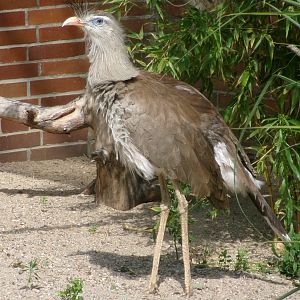 Red-legged seriema