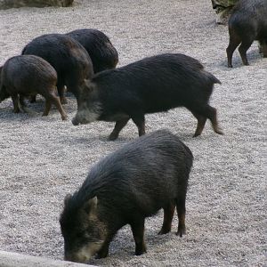 Southern white-lipped peccaries