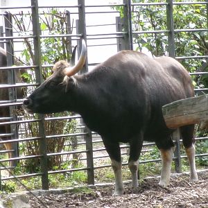 Indian gaur