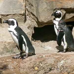 African penguin