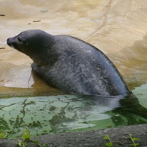 East Atlantic harbour seal