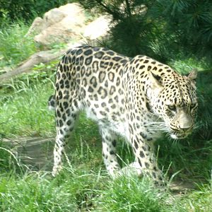 Persian leopard