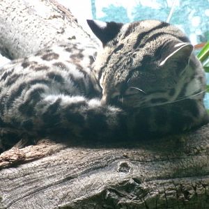 Yucatán margay