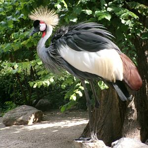 Southern grey crowned crane