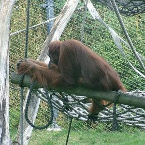 Sumatran orangutan