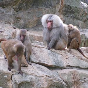 Hamadryas baboon