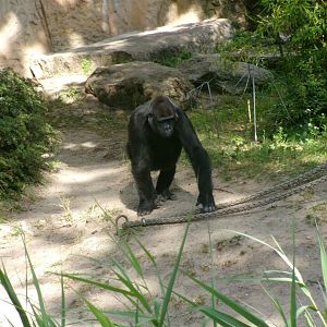 Western lowland gorilla