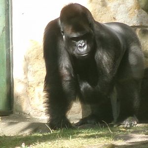 Western lowland gorilla