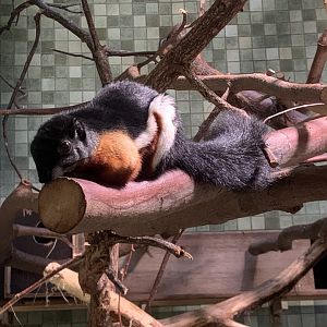 Sumatran Prevost's squirrel