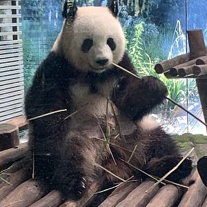 Giant panda
