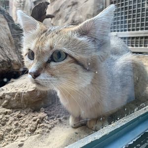 Arabian sand cat