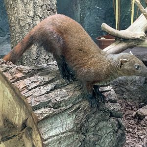 Eastern Ring-tailed vontsira