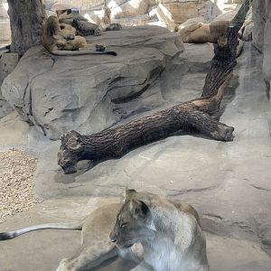 Southeast African lions