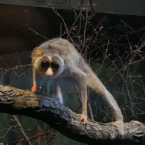 Northern dry zone slender loris