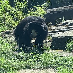 Indian sloth bear