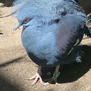 Western crowned-pigeon