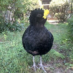 Great curassow