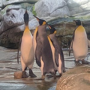 King penguins