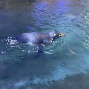 Northern rockhopper penguin