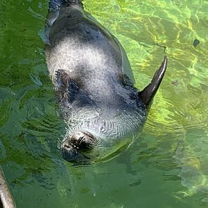 East Atlantic harbour seal