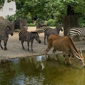 Common eland and Grant's zebras