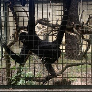 Colombian black spider monkey