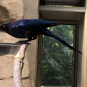 Rueppell's Glossy Starling