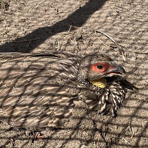 Yellow-necked francolin