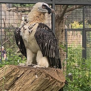 Bearded vulture