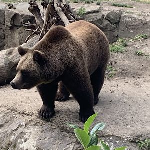 European brown bear