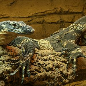 Lace monitor : Crocodiles of the World : 20 Jun 2024