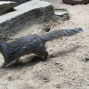 Northern Narrow-striped boky