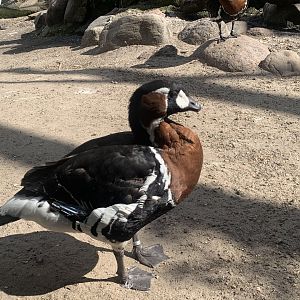 Red-breasted goose
