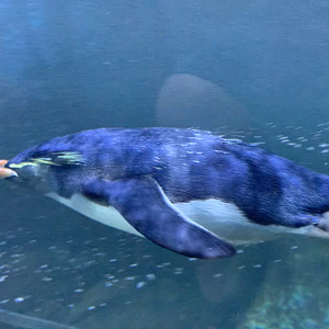 Northern rockhopper penguin