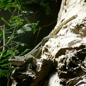 Cuvier's madagascar swift