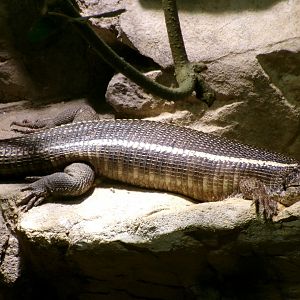 Giant plated lizard