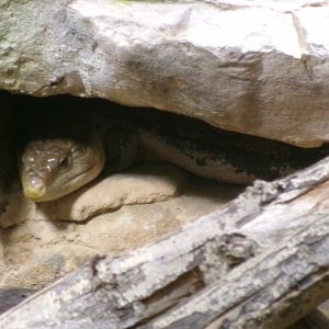 Common blue-tongued skink