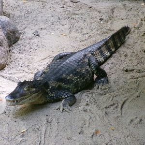 Spectacled caiman