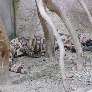 Gila monster