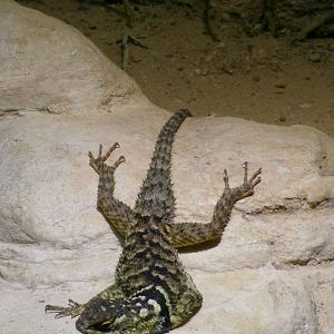 Blue spiny lizard