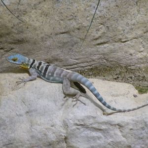 Baja California rock lizard