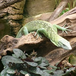 Reisinger's tree monitor