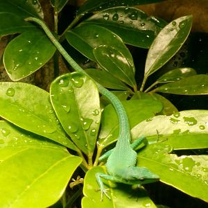 Sakishima grass lizard
