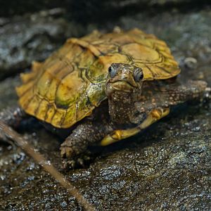 Black-breasted leaf turtle (Geoemyda spengleri)